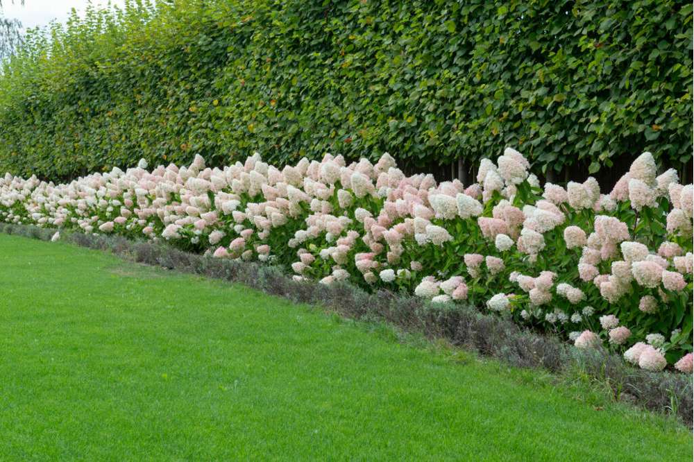 Hortensia 'Magical Sweet Summer'